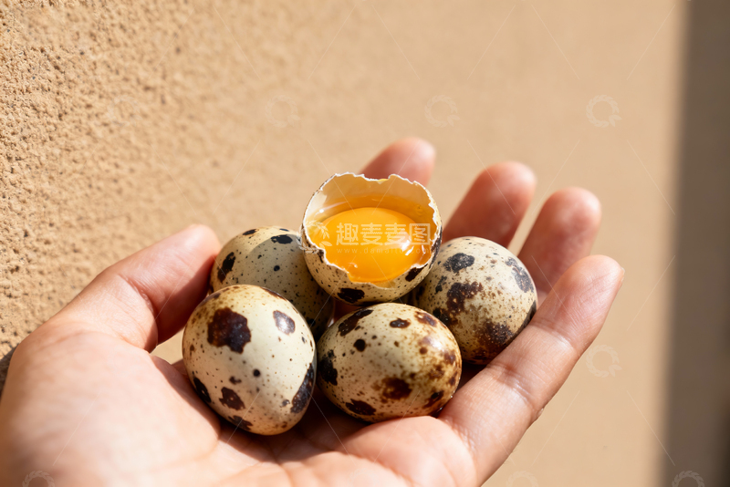高清大图下载【趣麦麦图】散养鹌鹑蛋农产品11