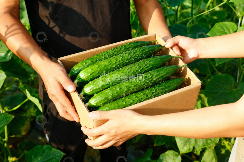 高清大图下载【趣麦麦图】水果黄瓜绿色清新