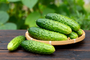 水果黄瓜小青瓜7