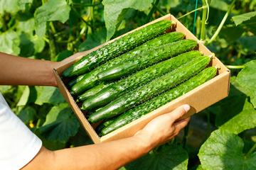 水果黄瓜小青瓜9