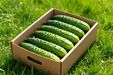 小黄瓜水果黄瓜5