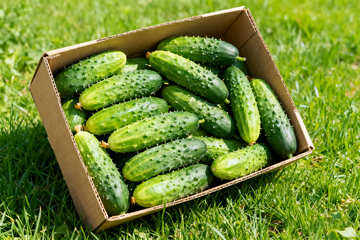 小黄瓜水果黄瓜11