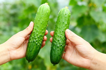 小黄瓜水果黄瓜17