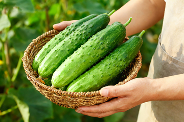 水果黄瓜小青瓜1