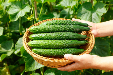 水果黄瓜小青瓜8