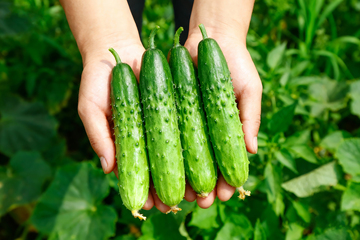 小黄瓜水果黄瓜8