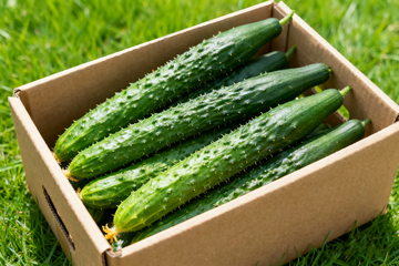 小黄瓜水果黄瓜1