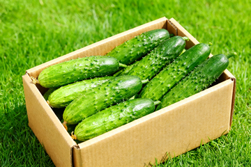 小黄瓜水果黄瓜0