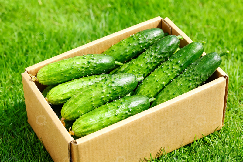 高清大图下载【趣麦麦图】-小黄瓜水果黄瓜0