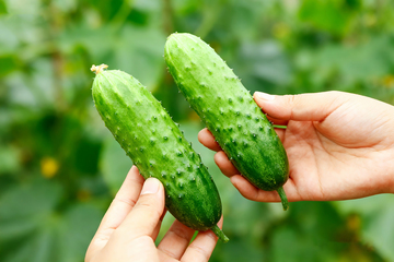 小黄瓜水果黄瓜7