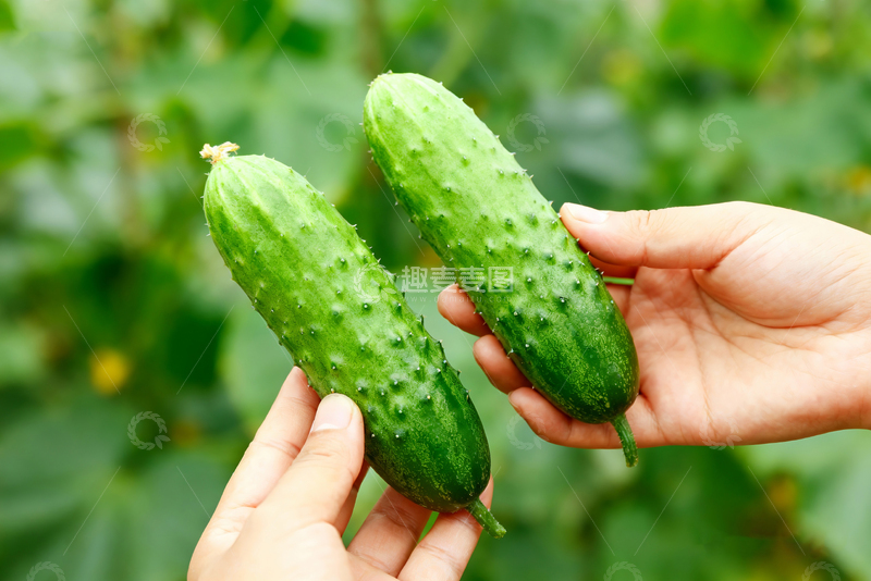 高清大图下载【趣麦麦图】-小黄瓜水果黄瓜7