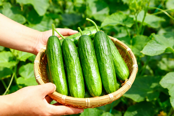 水果黄瓜小青瓜4