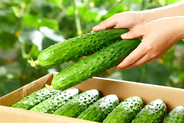 小黄瓜水果黄瓜3