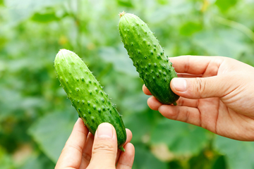 小黄瓜水果黄瓜16