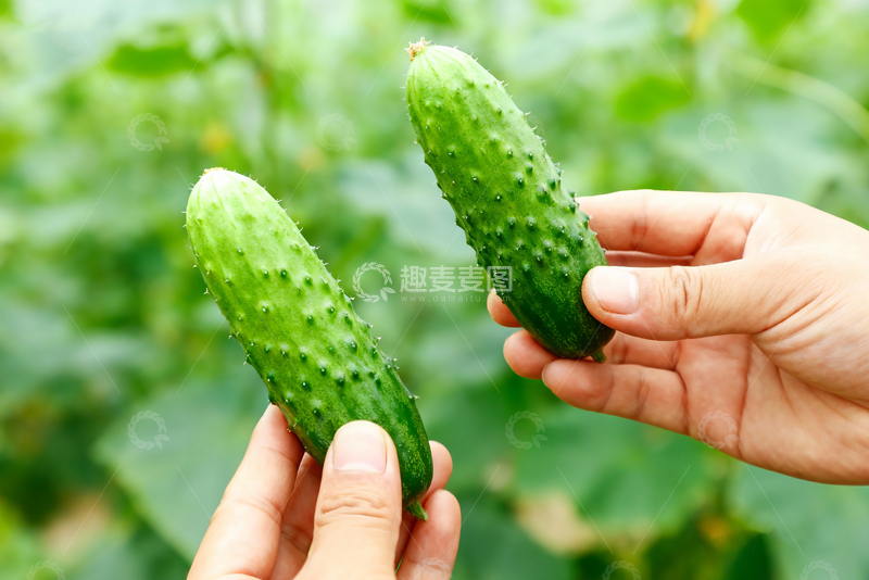 高清大图下载【趣麦麦图】-小黄瓜水果黄瓜16