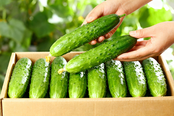 小黄瓜水果黄瓜6