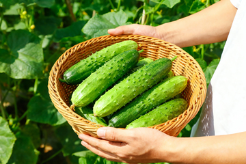 小黄瓜水果黄瓜12