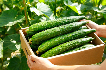 水果黄瓜小青瓜3