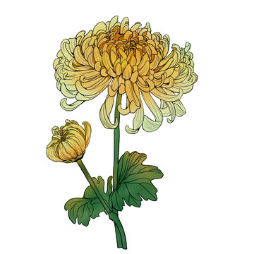 重阳节菊花手绘元素素材