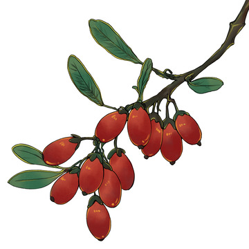 重阳节茱萸手绘元素