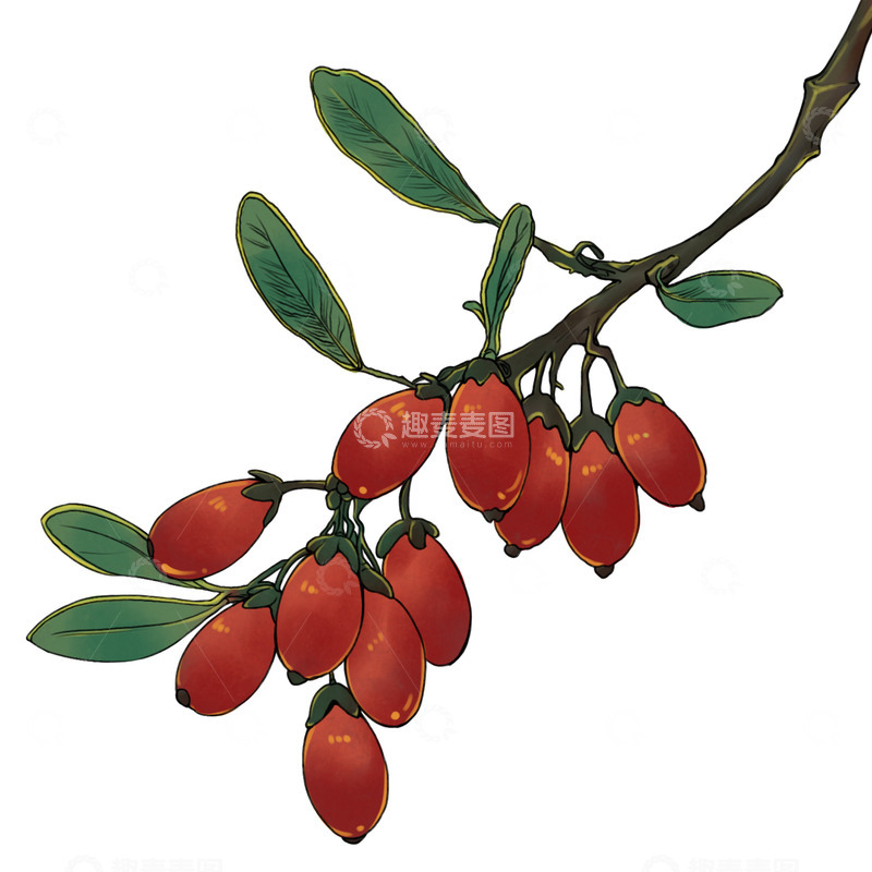 重阳节茱萸手绘元素