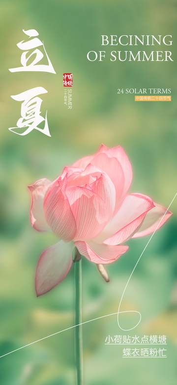 立夏荷花淡雅海报设计