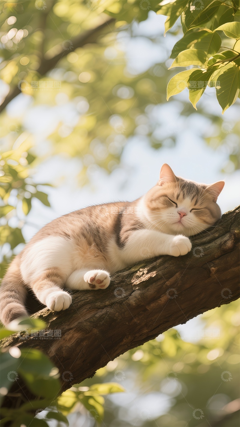 高清大图下载【趣麦麦图】阳光猫咪树枝休憩