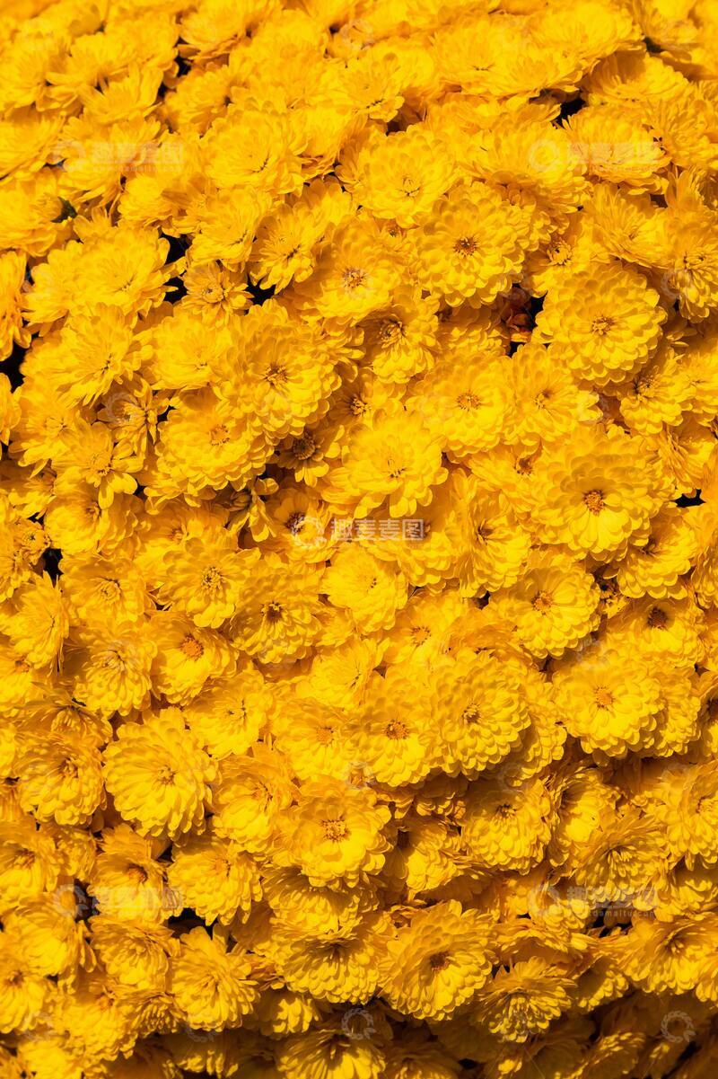 高清大图下载【趣麦麦图】金黄色菊花花海特写