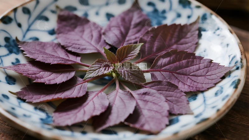 高清大图下载【趣麦麦图】药本植物之紫苏