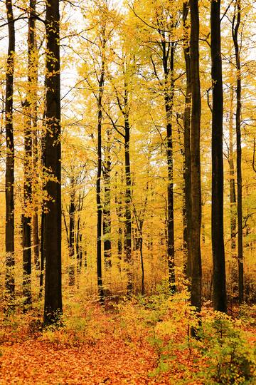 秋日金黄森林风光