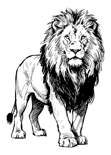 黑白线描狮子插画