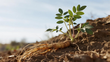 中草药之生命力顽强的土园参