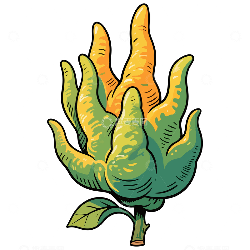 源文件下载【趣麦麦图】卡通风格姜黄植物插画
