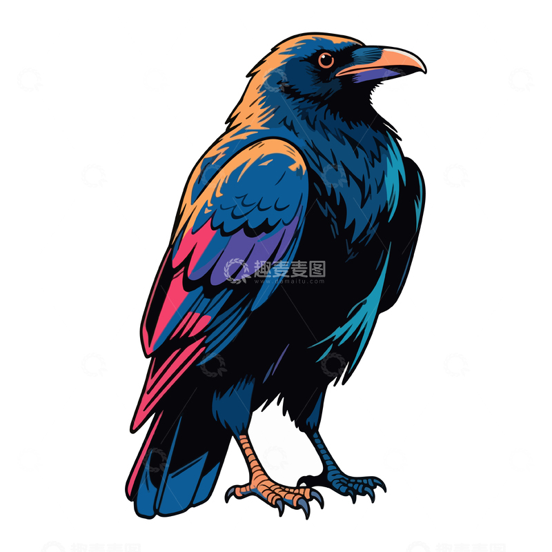 彩色插画乌鸦野生动物插画素材