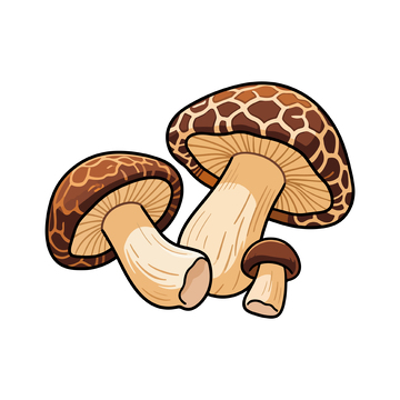 手绘风格新鲜蘑菇插画素材