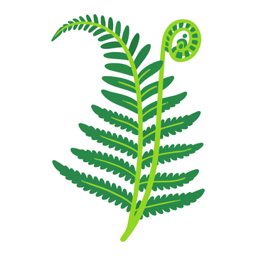 简约风蕨类植物插画