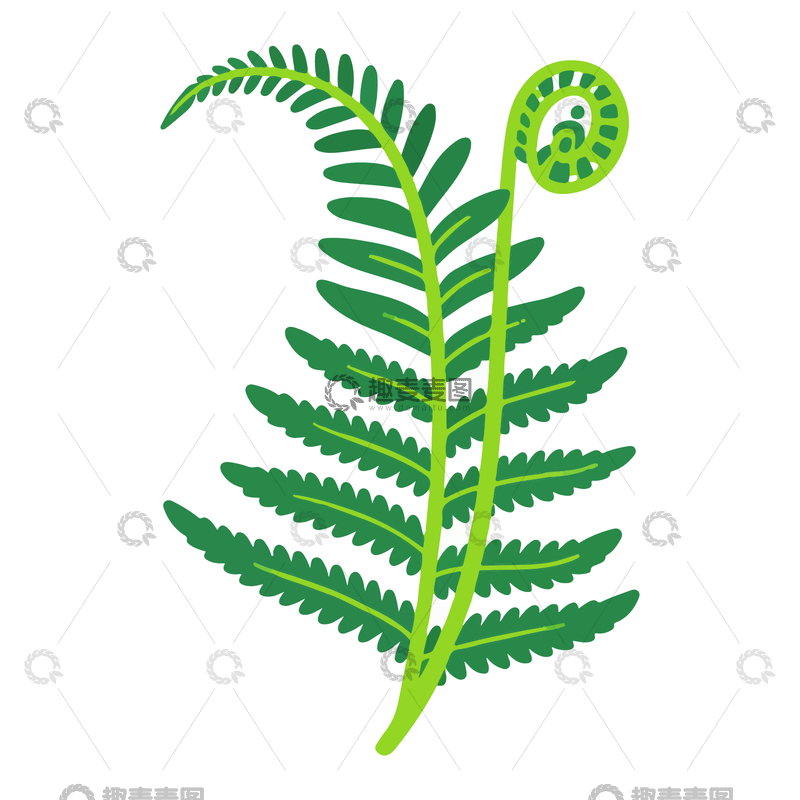 源文件下载【趣麦麦图】简约风蕨类植物插画