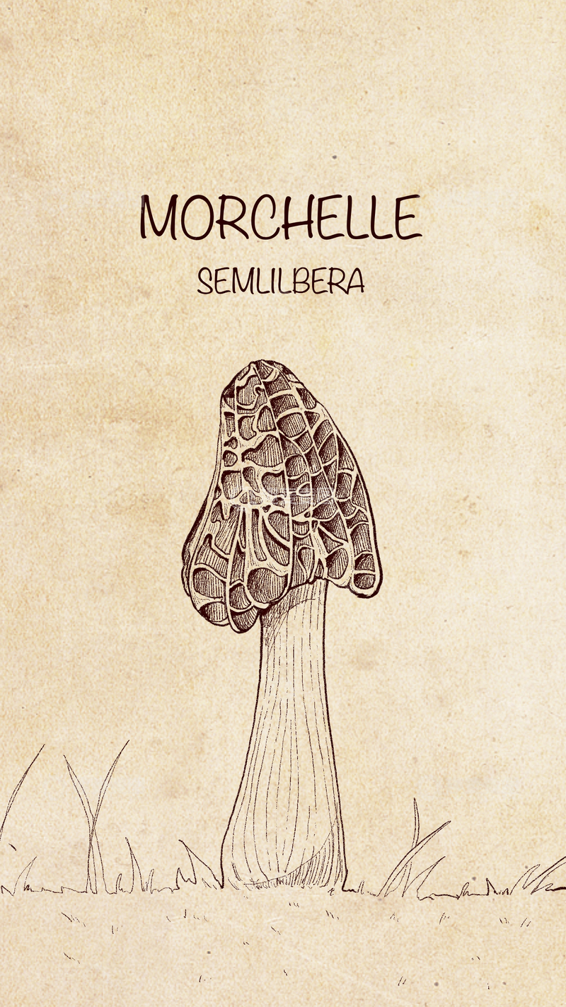 源文件下载【趣麦麦图】-复古插画风羊肚菌1