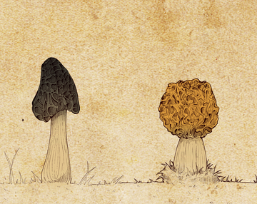 分图层复古插画风野生蘑菇