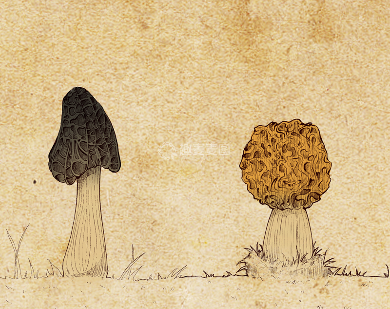 源文件下载【趣麦麦图】分图层复古插画风野生蘑菇