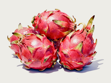 水彩风格火龙果3