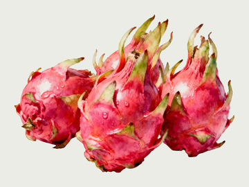 水彩风格火龙果1