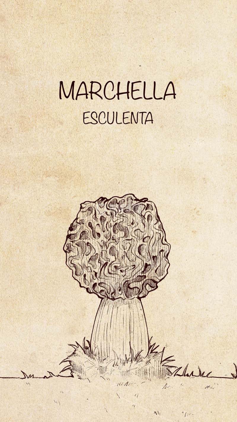 源文件下载【趣麦麦图】-复古插画风羊肚菌2