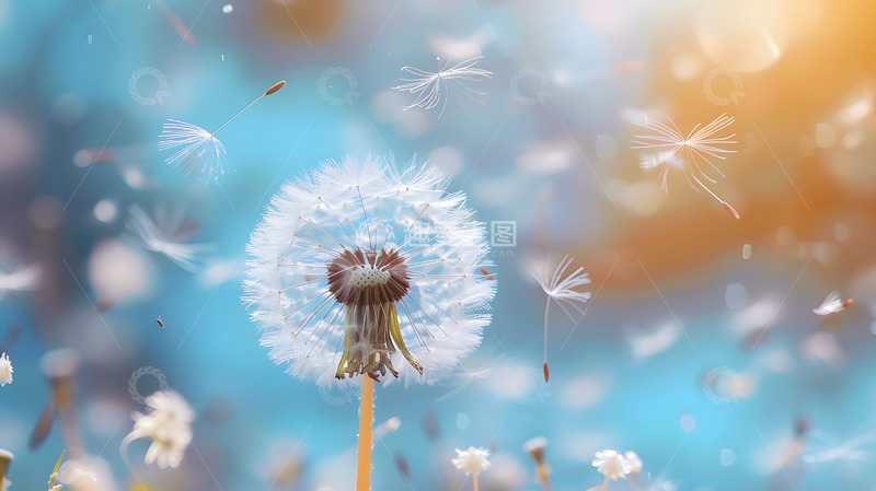 高清大图下载【趣麦麦图】春意盎然蒲公英飞舞壁纸