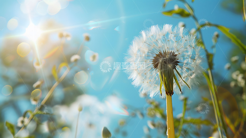 高清大图下载【趣麦麦图】清新蒲公英春光自然摄影