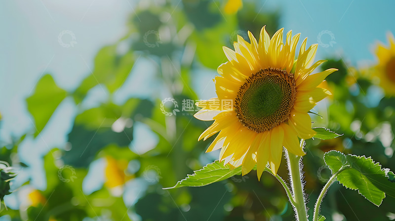 高清大图下载【趣麦麦图】阳光向日葵田野自然风光