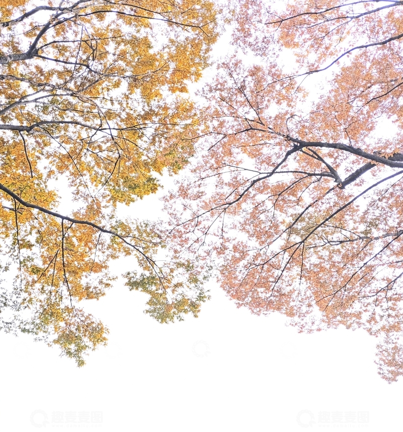高清大图下载【趣麦麦图】秋天斑斓的树叶