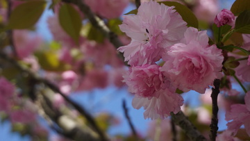 樱花绽放春日美景摄影图片