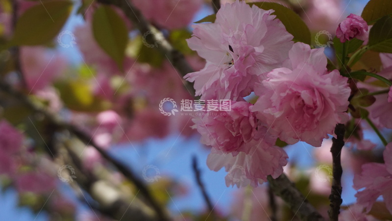 樱花绽放春日美景摄影图片