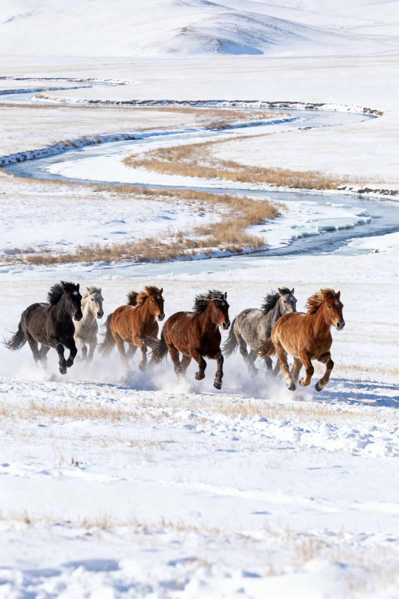 高清大图下载【趣麦麦图】雪山下一群骏马在奔跑的场景图片